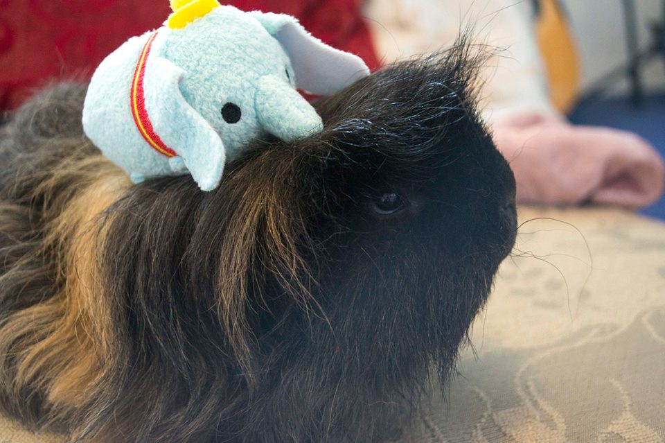 Happy national pet day! A roundup of our top five pet designs!